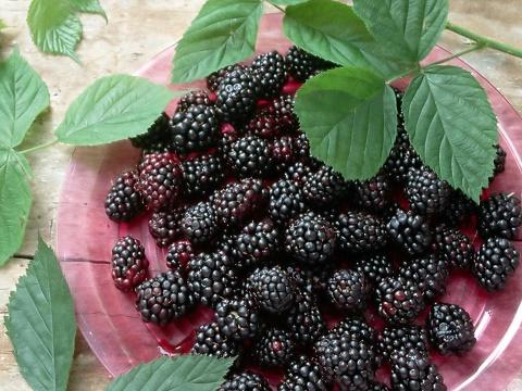 Blackberry fruit export customs | Nanjing Customs facilitated the first blackberry export customs clearance