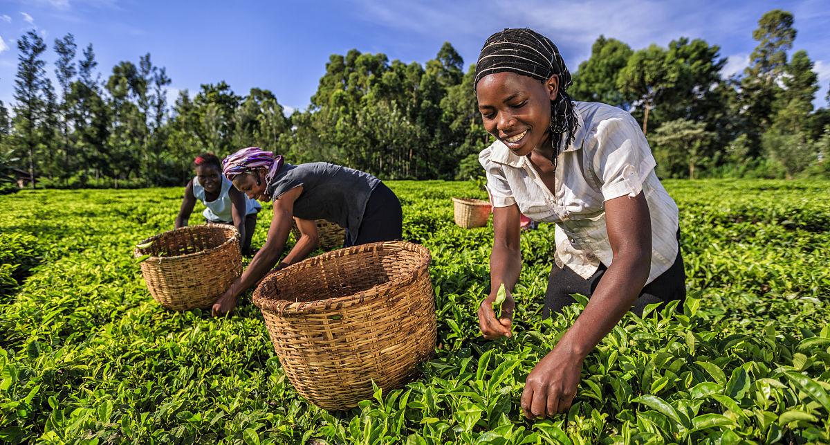 What is the basic process of green tea export trade and what materials need to be submitted？