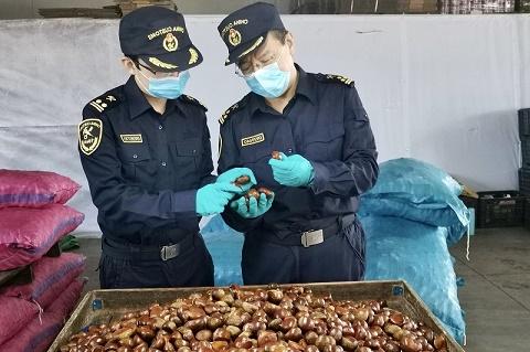 Chestnut export agent declaration - Customs to help Dandong chestnut export to foreign countries, the real 